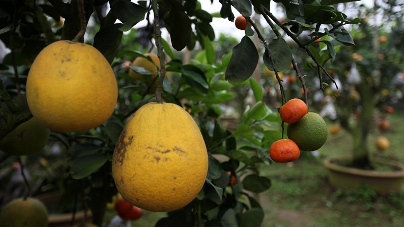 Vườn[-]cây[-]cảnh[-]độc[-]nhất[-]đất[-]Hà[-]Thành